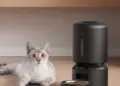 A pet feeder outage left cats and dogs waiting for food