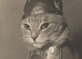 How Cats Became One of Art’s Favorite Subjects