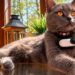 The Search Party Has Whiskers: Putting Cats to Work Finding Missing Pets