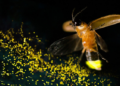 Fireflies Shouldn’t Become Something We Have to Explain to Our Children