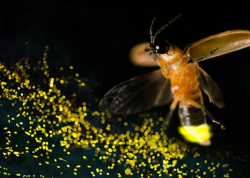 Fireflies Shouldn’t Become Something We Have to Explain to Our Children