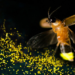 Fireflies Shouldn’t Become Something We Have to Explain to Our Children